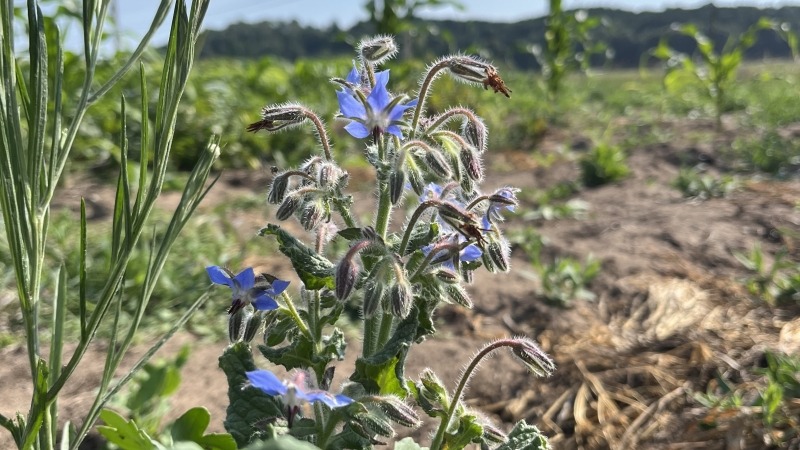 Beautiful flowers at my current GLIF farm plot