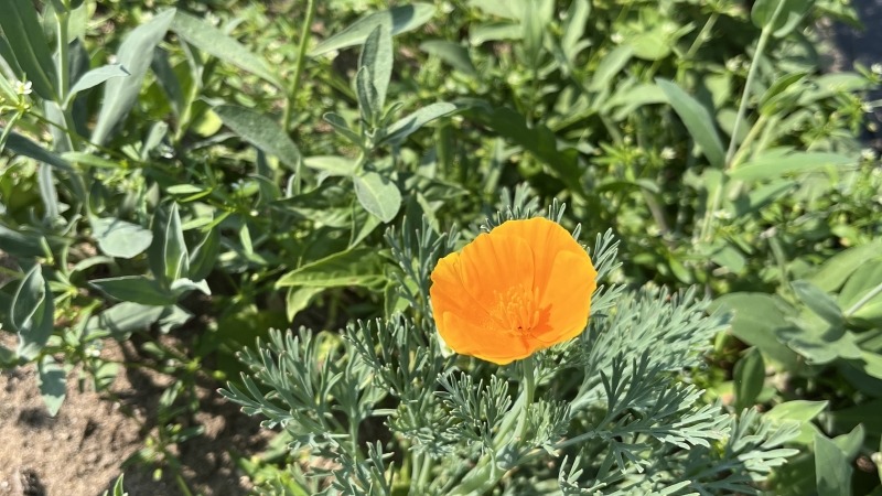 Beautiful flowers at my current GLIF farm plot