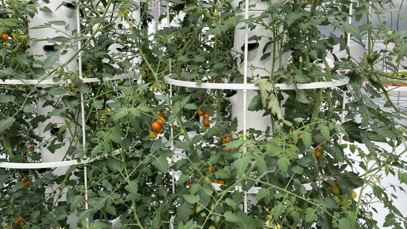 CEA farm I consulted on 