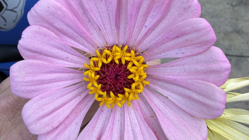 Zinnia