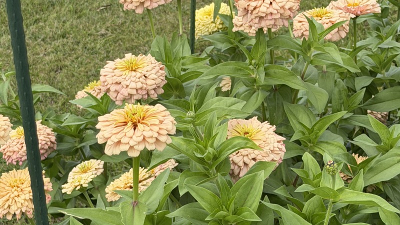 Zinnias