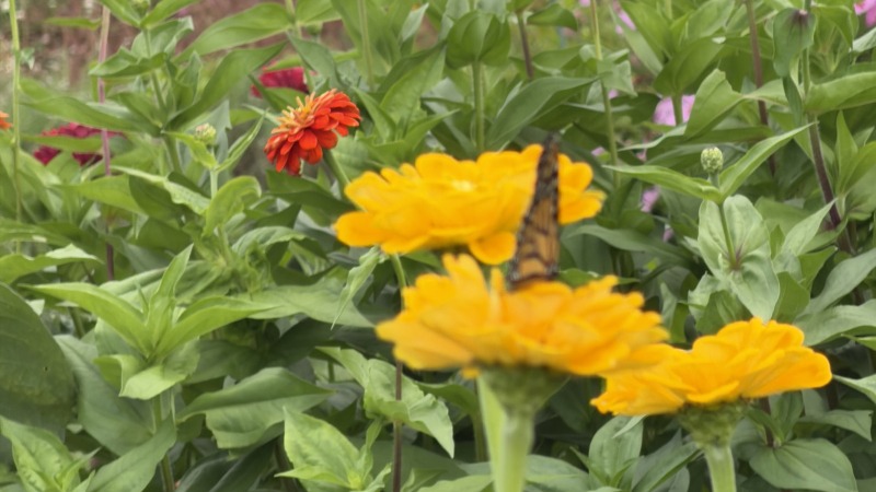 Butterfly Garden