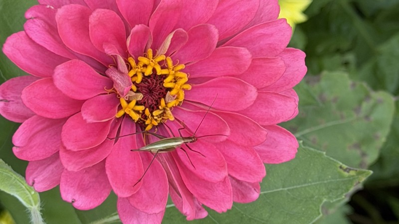 Zinnias