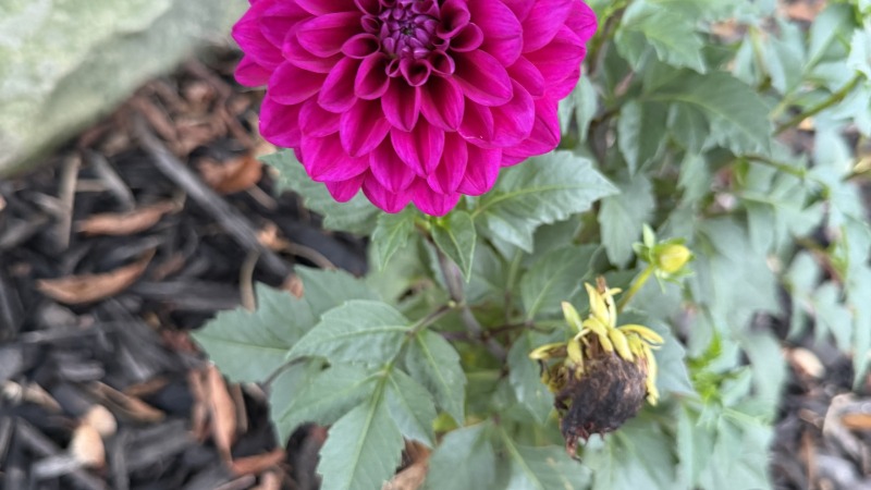 Dahlias