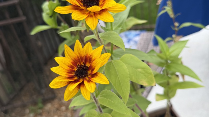 Mini sunflowers