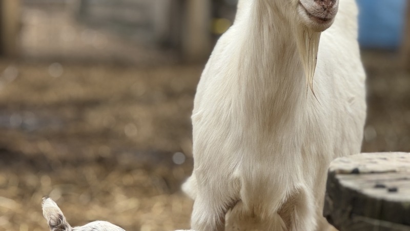 Mom and baby goat