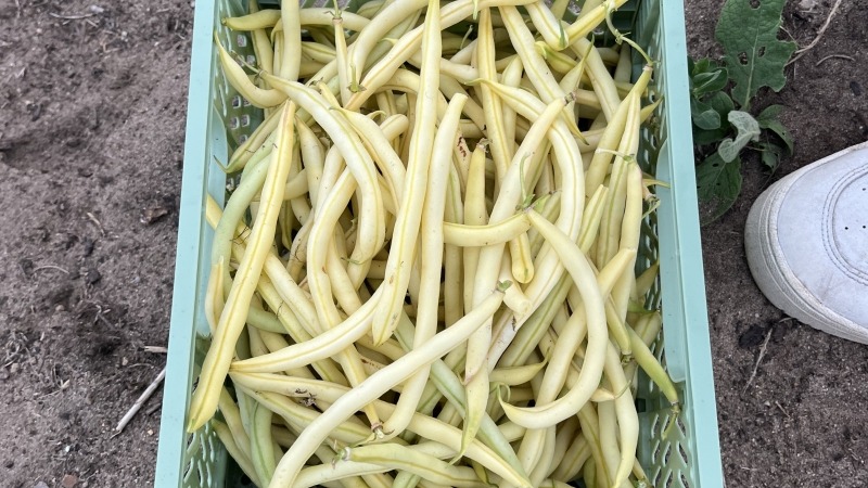 Huge wax bean harvest
