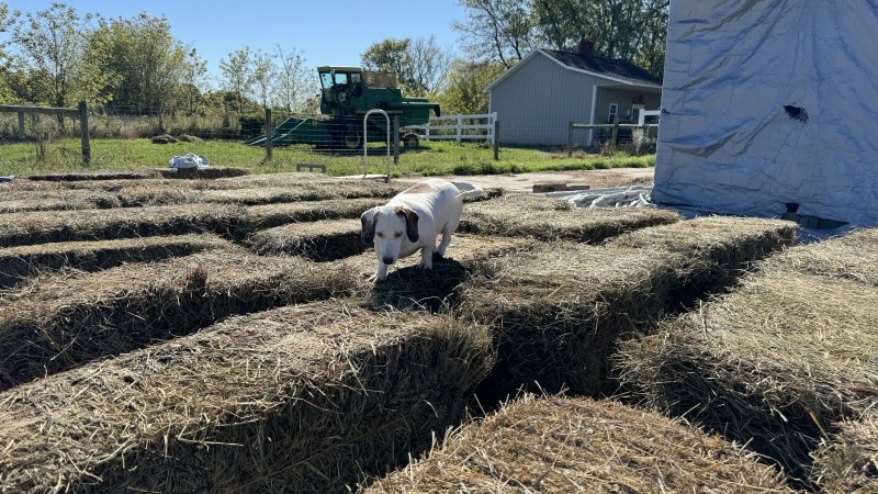 hay 