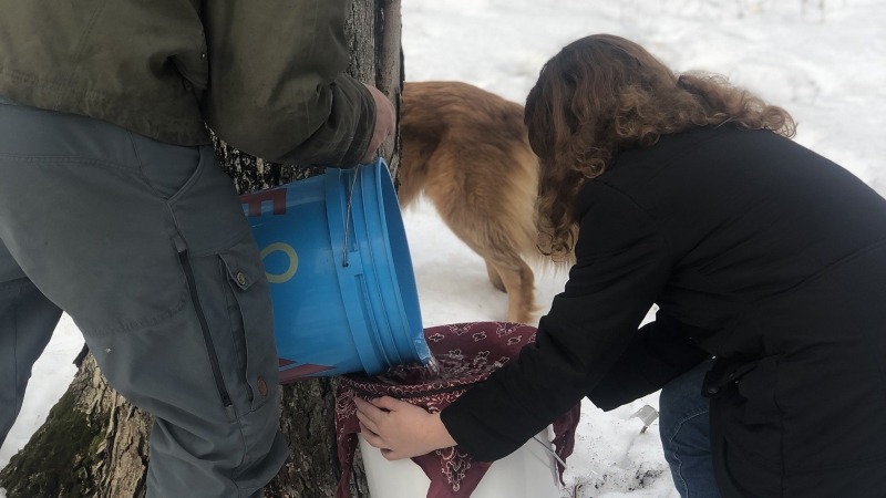 Annual maple syrup harvest 2022.