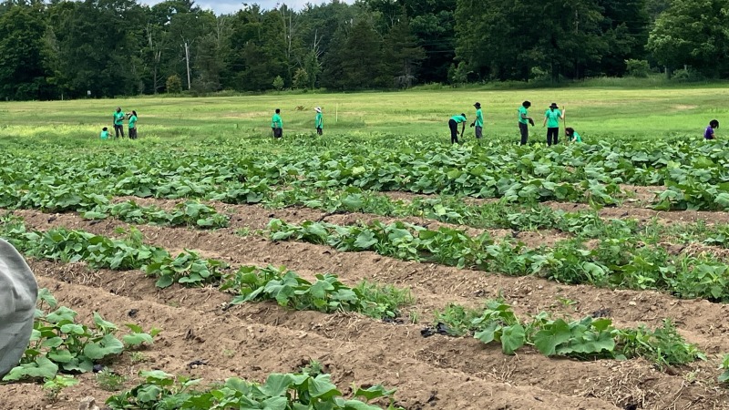 an acre of winter squash