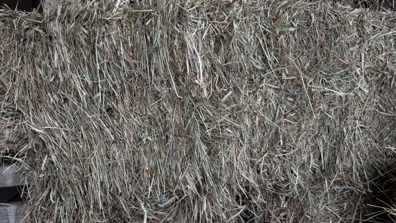 hay 