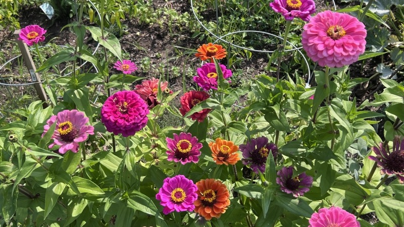 Zinnias