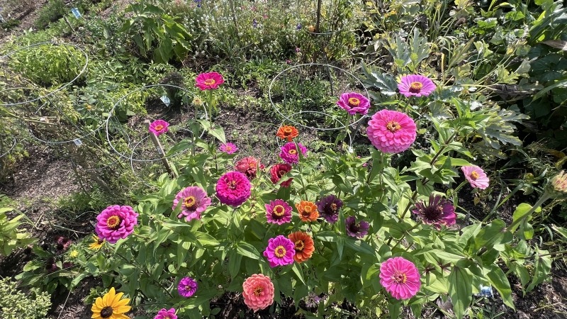 Zinnias planted from seed last year and saved the seeds this year for planting 
