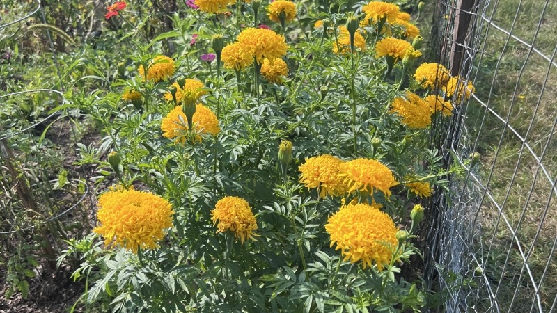 My last year marigolds which seeds I saved and planted this year again 