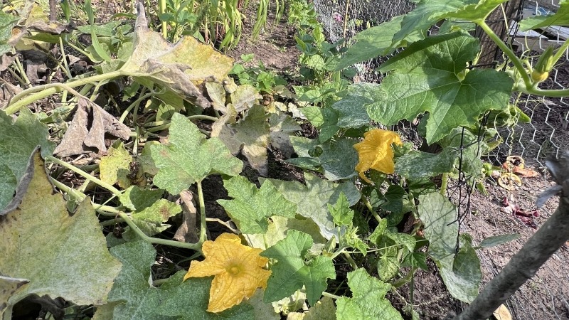 Zucchini planted from seed last year 