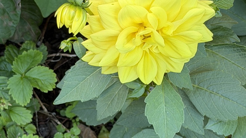 Dahlias 