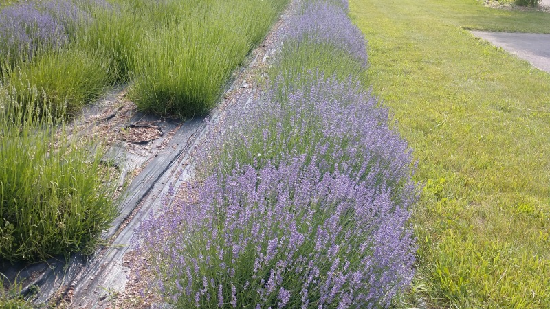 Lavender