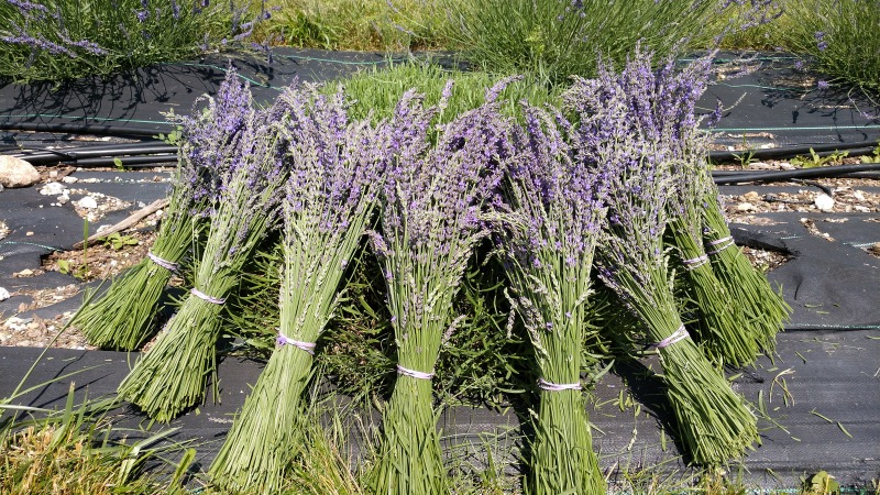 Lavender