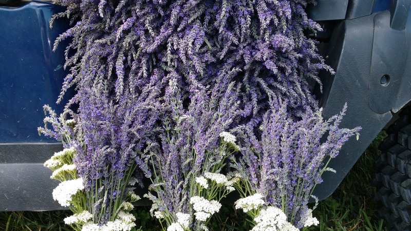 Lavender