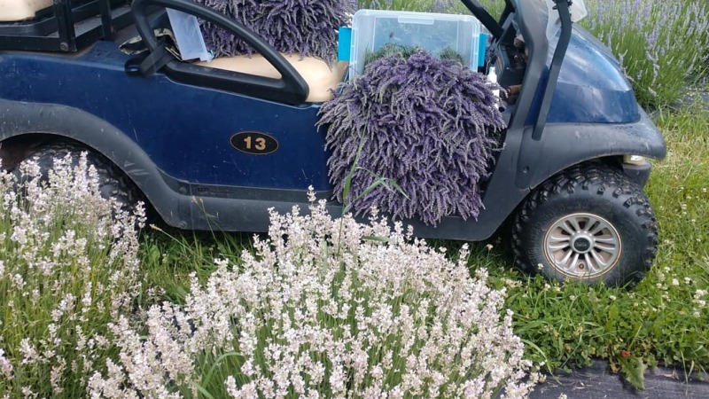 Lavender