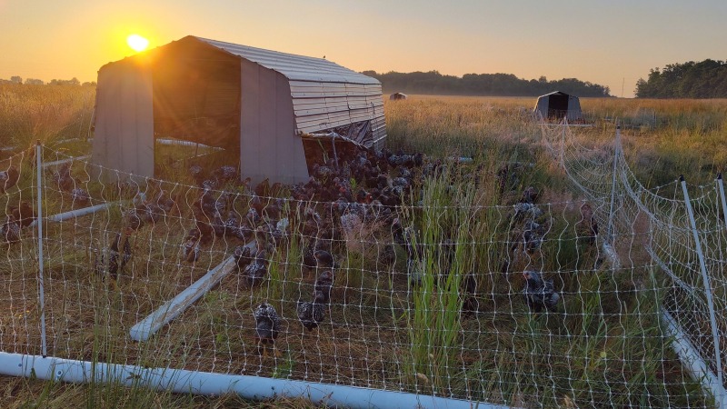 Sunrise over the Wyandotte chicken mobile range coop