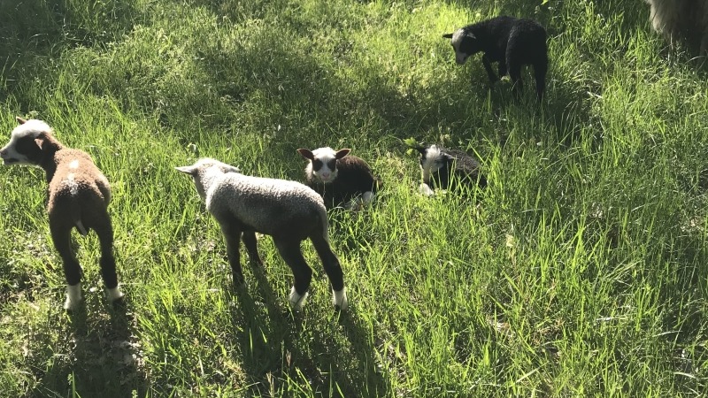 Lambs lounging in the silvopasture.