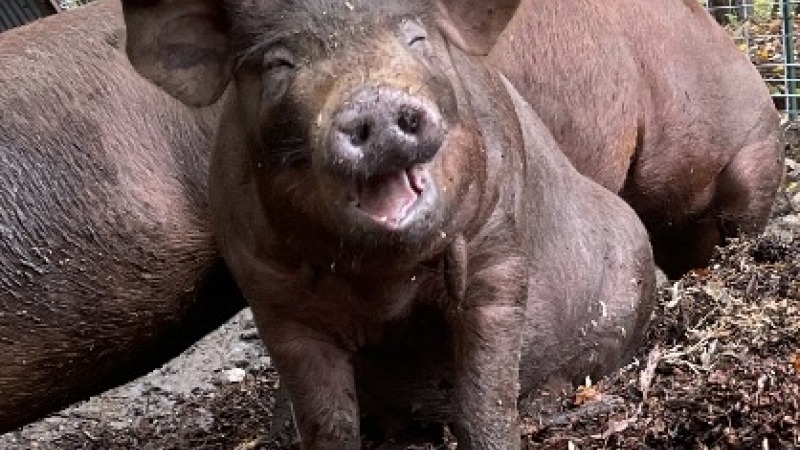 Very happy pigs