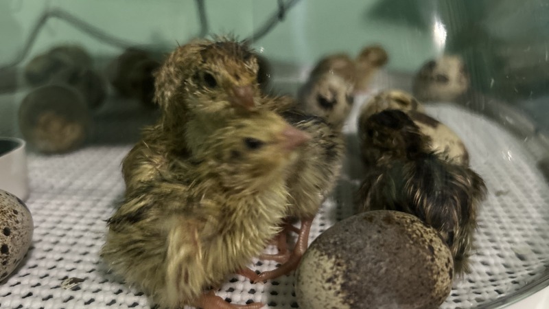 Baby quails in an incubator 