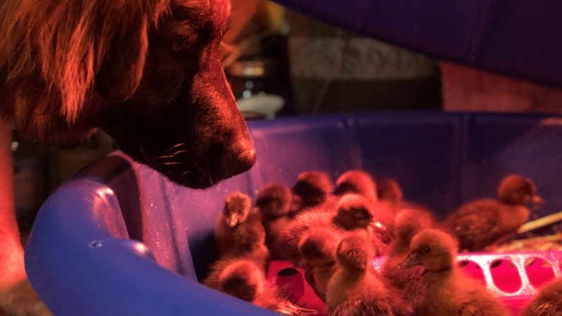 Our farm dog imprinting on our duckling hatch.