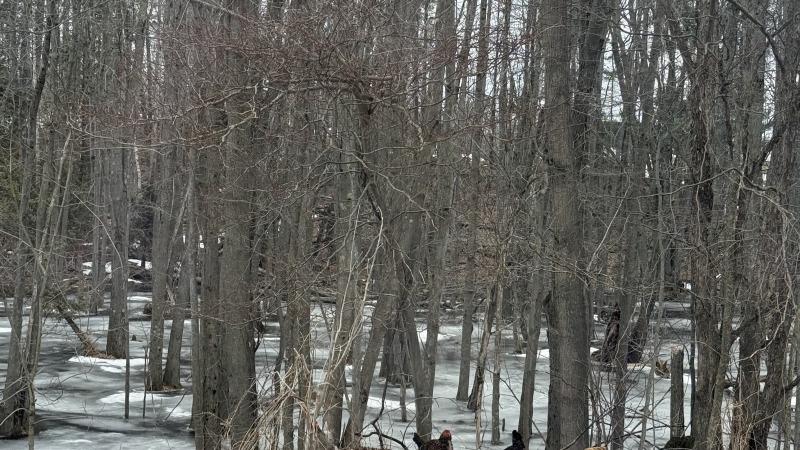 Chickens walking along edge of woods with a swamp downhill in background.