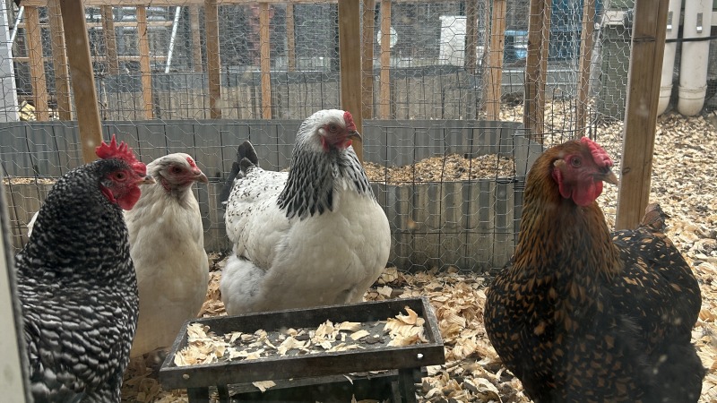 Chickens in front of a tiny picnic table