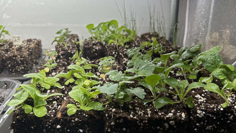 Seedlings on a shelf