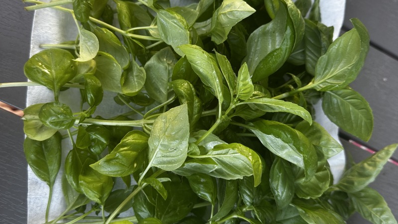 First small crop of basil in Michigan 