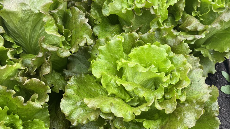 Some nice head lettuce.