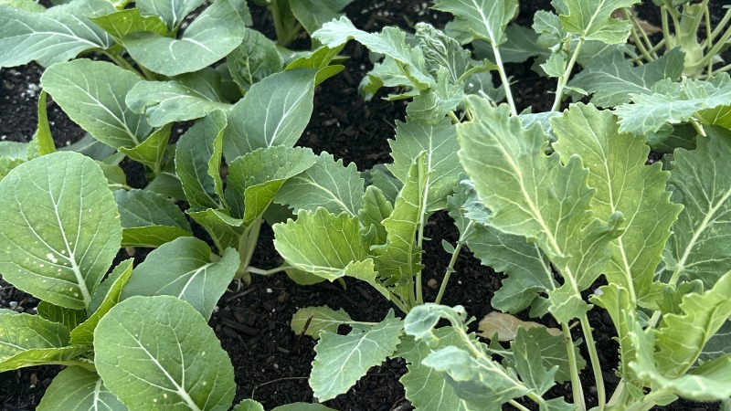 Raised bed with bok choy and kohlrabi 