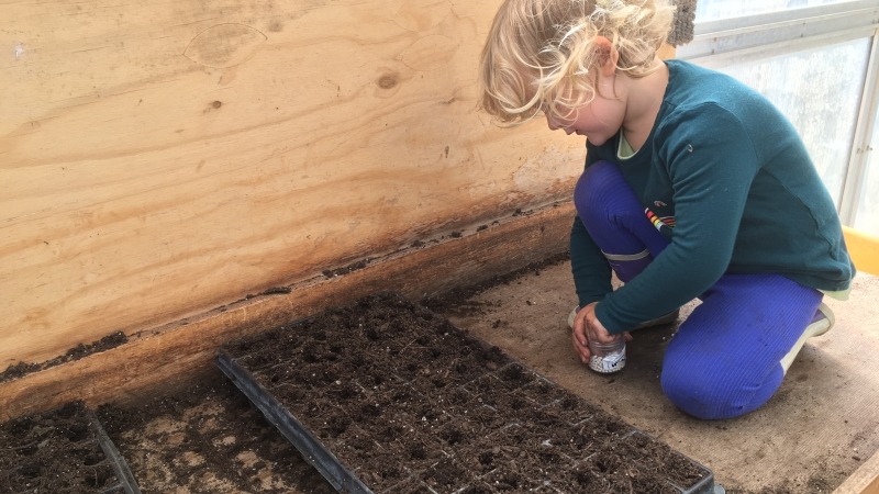 Oldest kiddo helping seed trays 2021