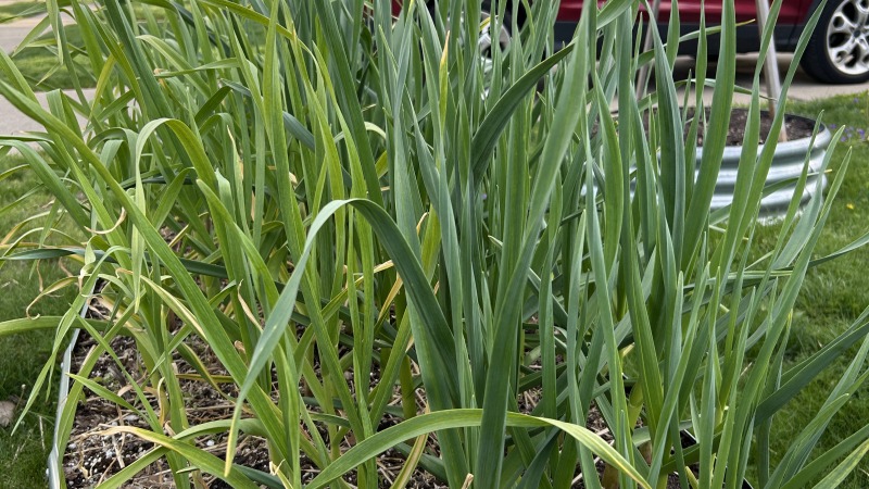 Raised bed with garlic plants 