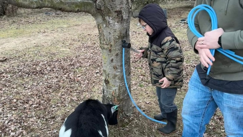 Jace tapping maple trees & Jeremy