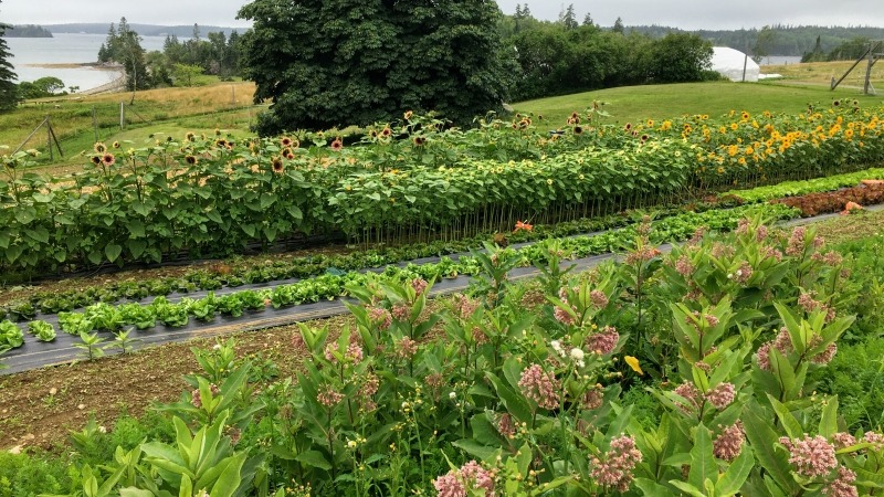 Let the milkweed grow where it grows