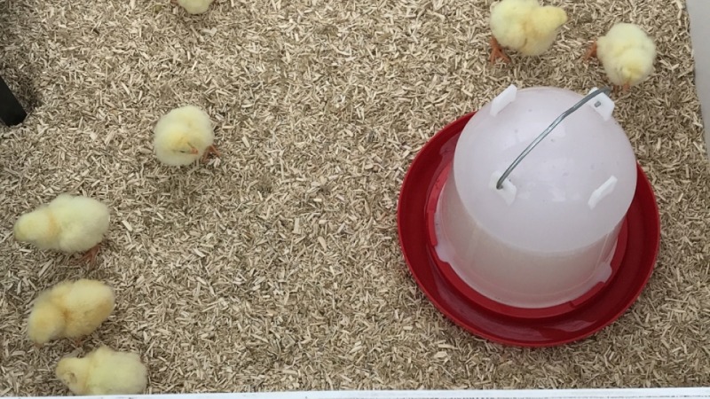 Baby chicks 
