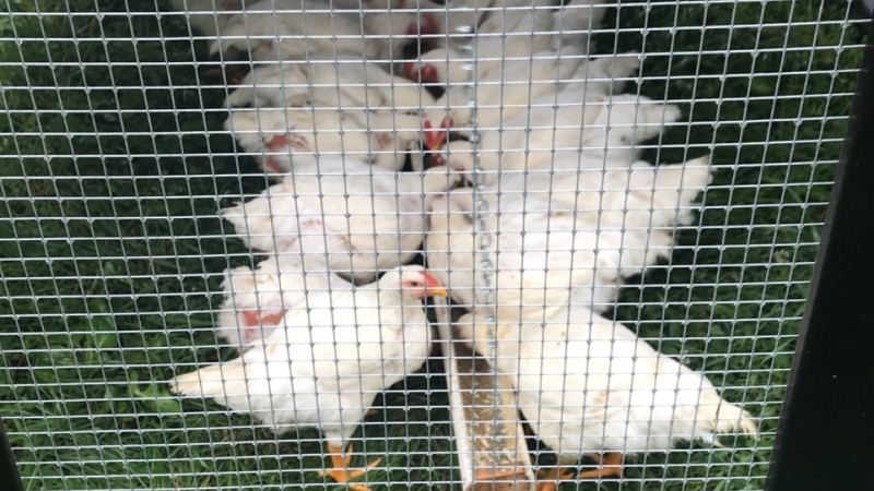 Meat chicken on pasture 