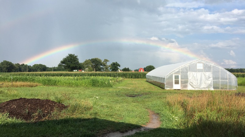 Rainbow over the hoop house and field
