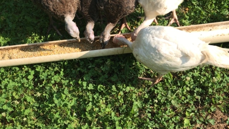 Turkeys 