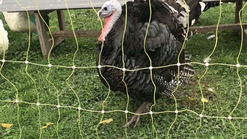 Turkeys 