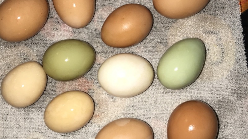 Eggs