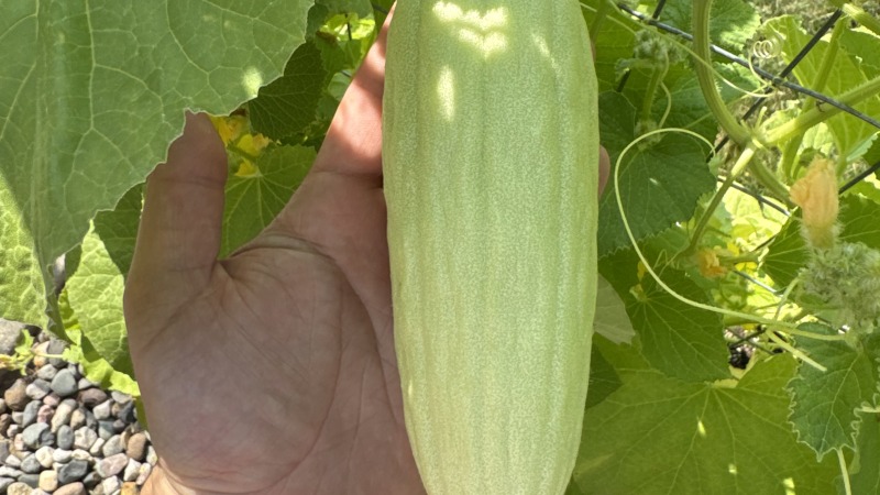 First time planting Armenian cucumbers