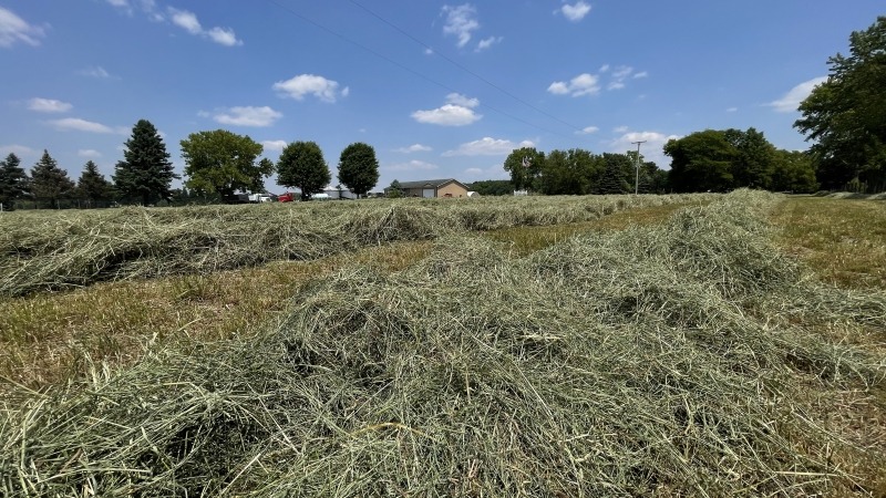windrow ready to Bale 