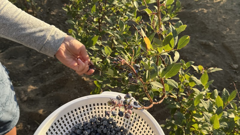 First harvest of our blueberries 
