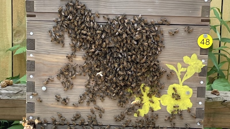 Honey bees 