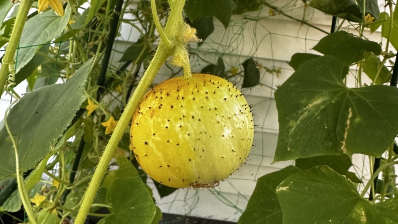 Our Mellon cucumbers in Michigan 